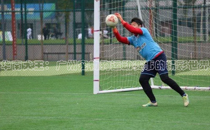 华南犬王：广州宠物狗运动赛事的精彩世界